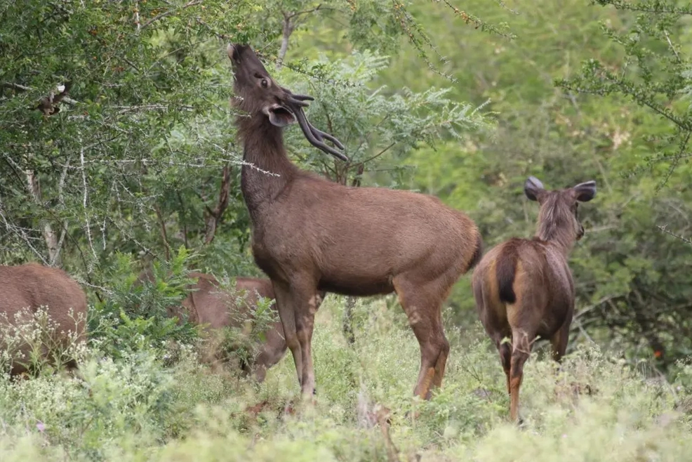 Le Crown Hotel, Four-star Business Class Hotel Vagamon